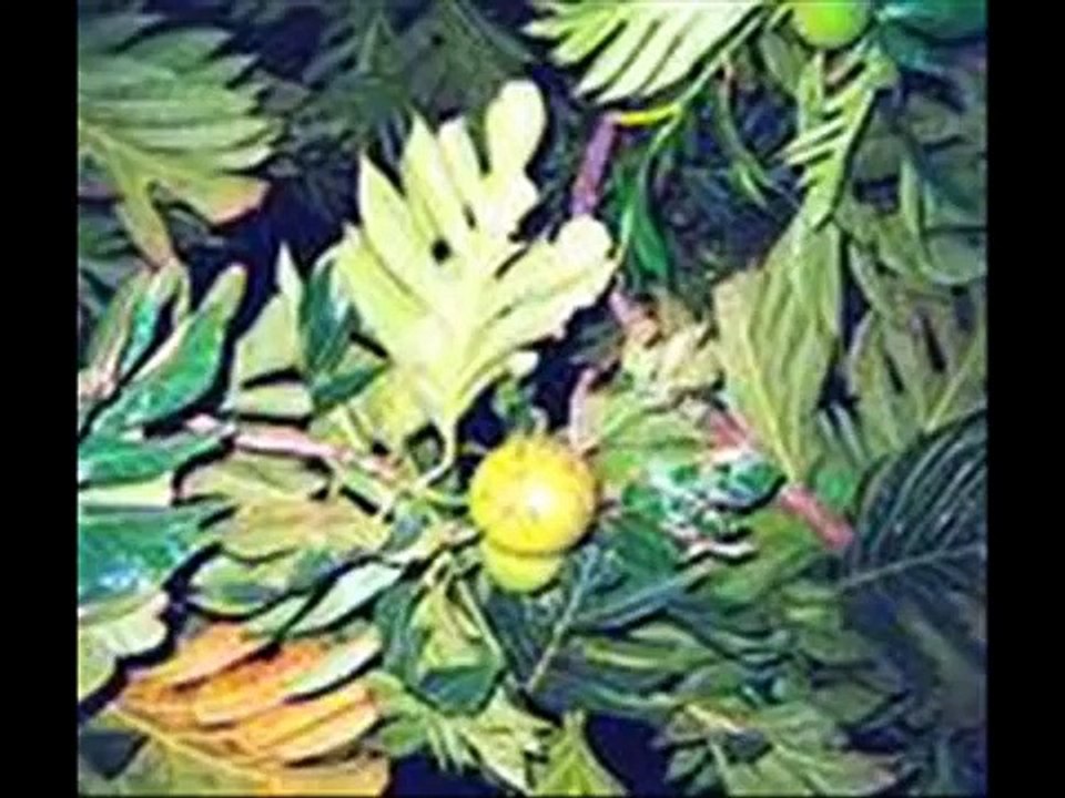 La'u Pele Ea.