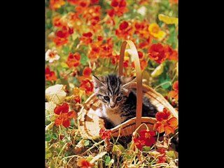 Al Stewart- Year of the Cat