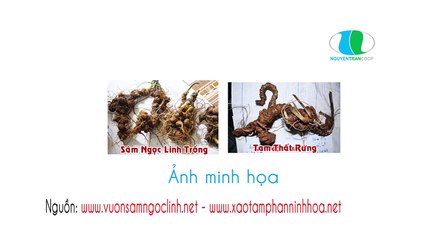 Phân biệt sâm ngọc linh thật và sâm ngọc linh giả
