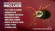 Top 3 Lyme Disease Myths | Debunker | NBC News