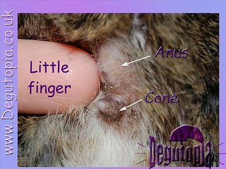 Degutopia's Degu Sexing Guide