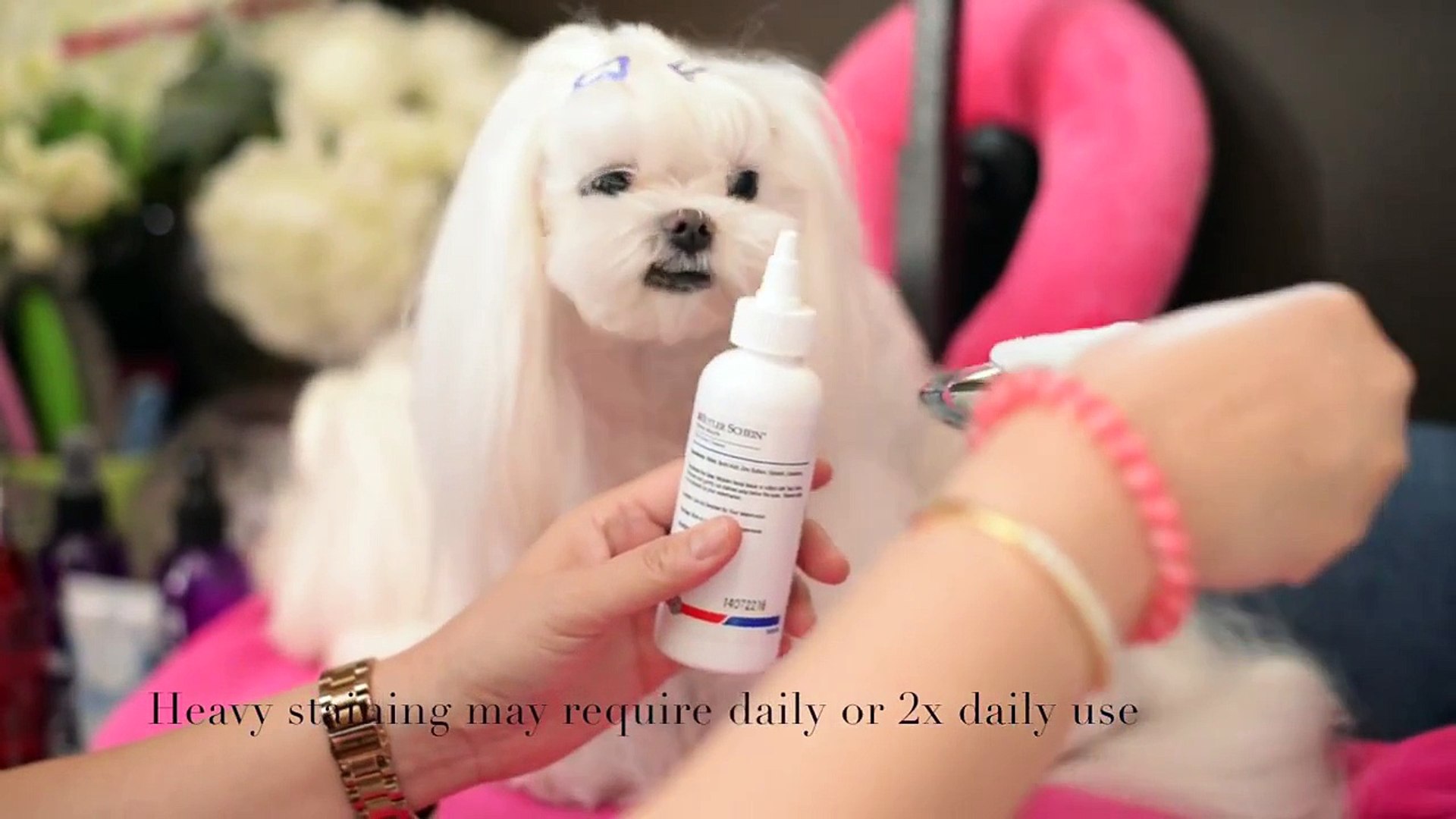 ⁣GROOMING FACE:  Maltese Grooming: Clean Tear Stains with Butler Schein Tear Stain Cleaning Solution