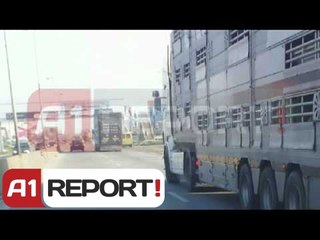 Tiranë, mbërrijnë 3 trajlera me qengja, kurban për 100-vjetor