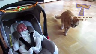 Cats and dogs meeting babies for the first time - Cute animal compilation