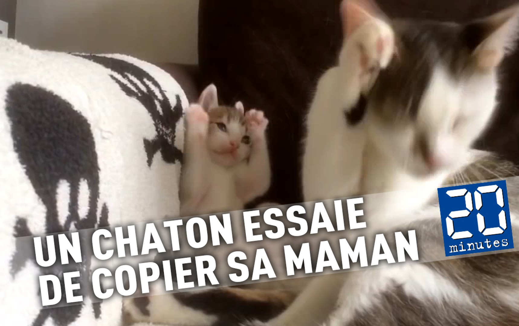 Un Chaton Essaie De Copier Sa Maman Sans Y Parvenir Et C Est Trop Mignon Video Dailymotion