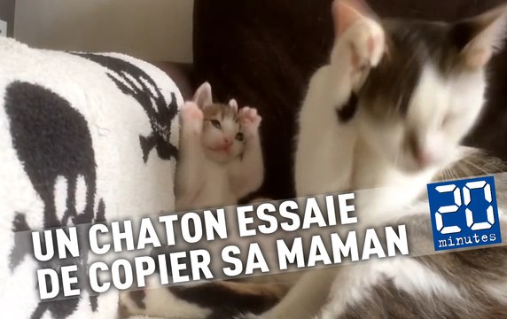 Un chaton essaie de copier sa maman sans y parvenir et c'est trop mignon