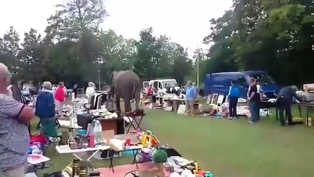 Un éléphant se promène entre les stands d'une brocante aux Pays-Bas