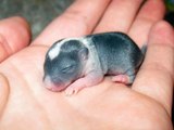 Gerbil pups dag 1 tot 16 en verder