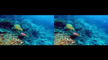 Scuba Diving the Galapagos Islands in 3D - For Google Cardboard - 3D side by side (3DS)