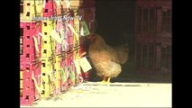 Hong Kong culls 15,000 chickens after bird flu alert
