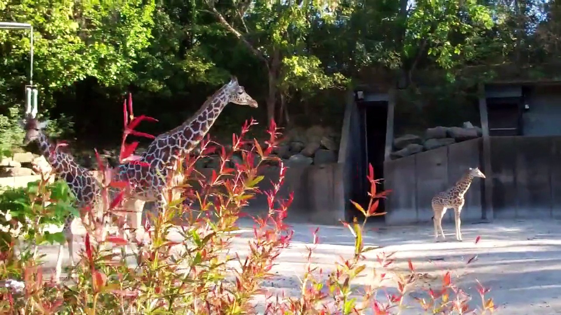 Giraffes at the Memphis Zoo