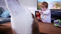 Siberian Husky Cookie Monsters - Mishka & Laika
