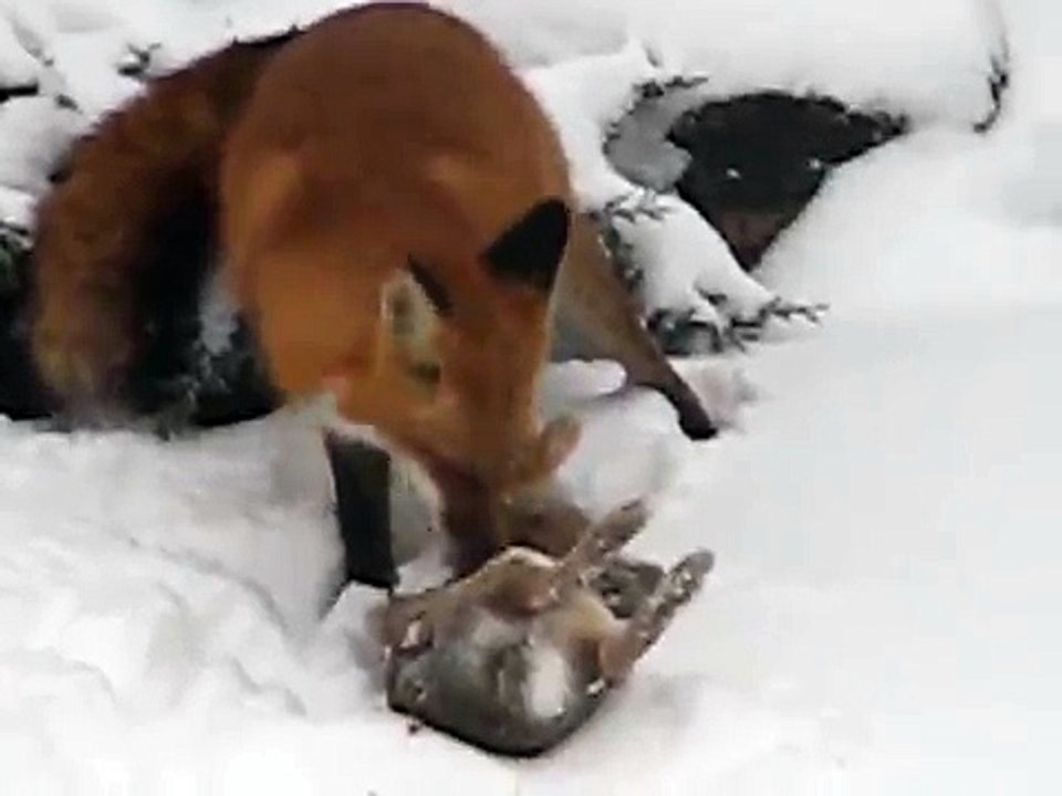 Fox Eating Rabbit in Backyard