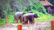 Discovery Wild We love the rain in the baby elephant camp   Elephants Wolds 360p