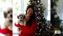 Puppy Bowl Adoption Tails: Rosie | Puppy Bowl XI