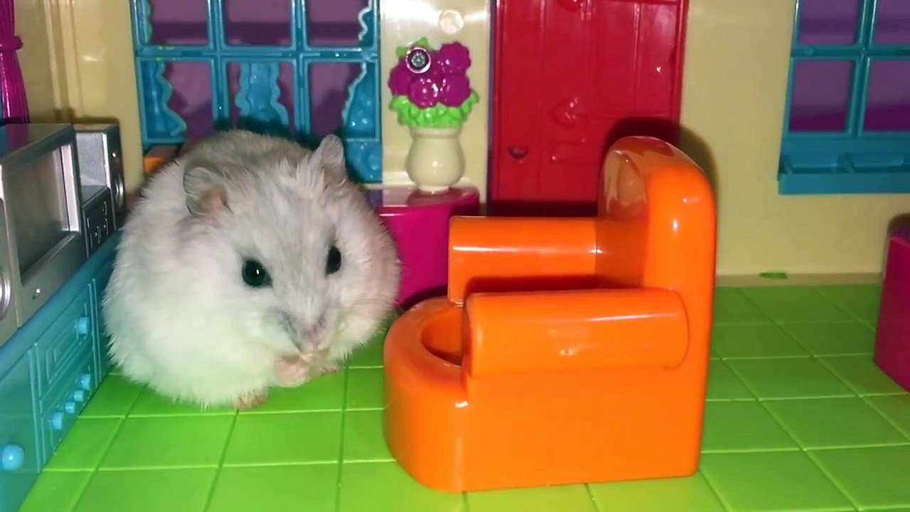 Hamsters Makes Themselves at Home in Their New Penthouse