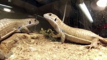 Go Pro Plated Lizard Feeding