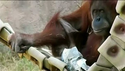Etats-Unis : un bébé orang-outan fait ses premiers pas en public