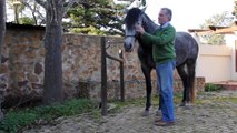 Grooming Lusitano Stallion