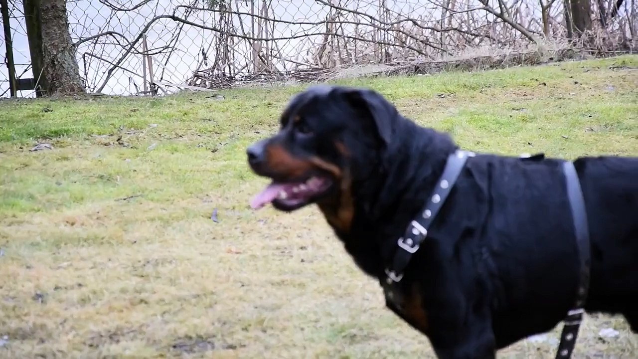 rottweiler vs chow chow mix