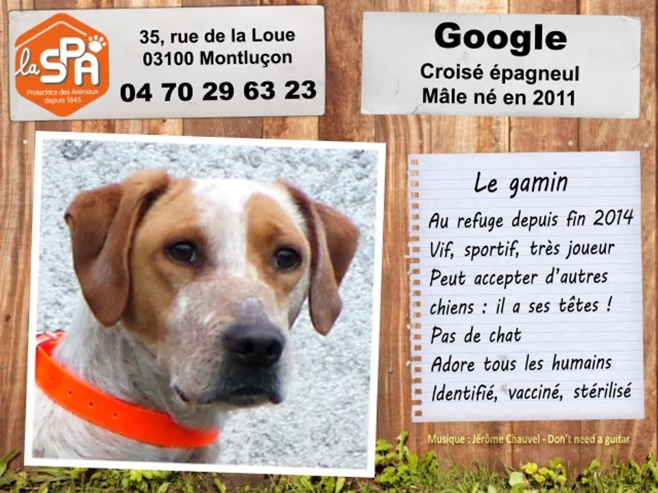Google, croisé épagneul : adopté