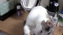 Cat Dancer - Cheap and Fun Toy for your Kitty