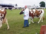 Dairy Cattle at the Royal Highland Show 2009 - Holstein Jersey Ayrshire and Dairy Shorthorn cows