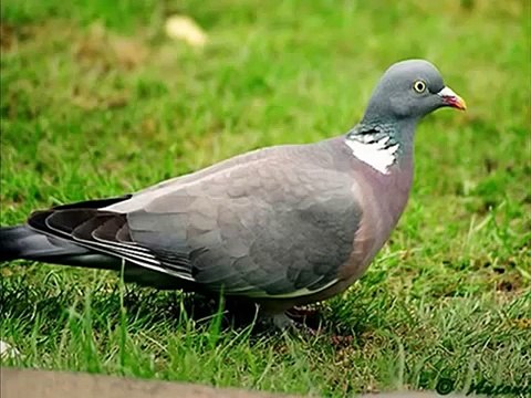 Cantos De Aves Europeas