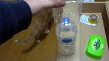 詰んだペットボトルを何度も倒す猫　- the cat strikes down the tower of the plastic bottles -