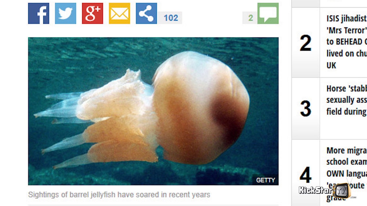 British beaches are being invaded by " Portugue men of war " - Alex Taylor - KickStarTV - 08/20/2015