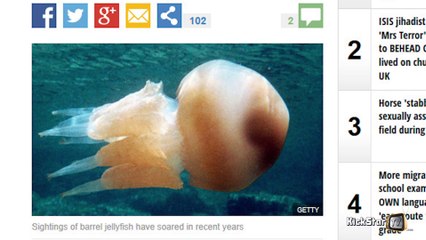 British beaches are being invaded by " Portugue men of war " - Alex Taylor - KickStarTV - 08/20/2015