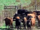 Faenas de campo en la Palmosilla: El entrenamiento de los toros