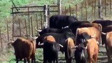 Faenas de campo en la Palmosilla: El entrenamiento de los toros