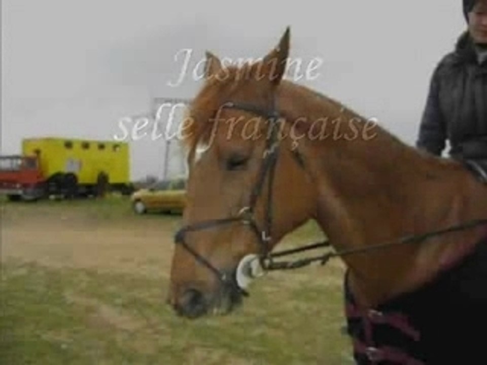 Chevaux que j'aime