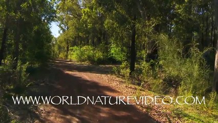 Virtual nature walk - Fitness Journeys: Forest & Bush Trails - Shady Forest