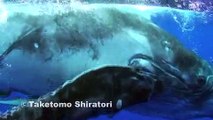 Whale Swim in Tonga-ホエールスイム-(Humpback whales)