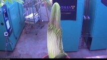 2 months timelapse of giant flower bloom cycle! Titan Arum / Corpse Flower