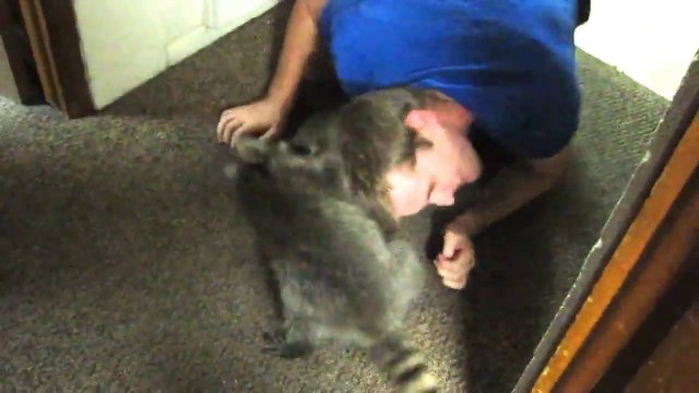 Guys play with a raccoon as a pet hugging their hairs!