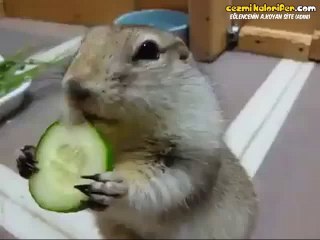 Kart Kurt Salatalık Yiyen Sincap