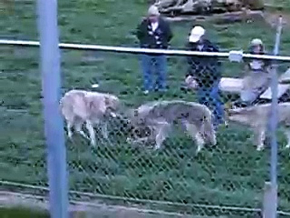 Wolf Park 2