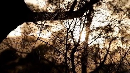 Range Rover on the hunt for the Tasmanian tiger