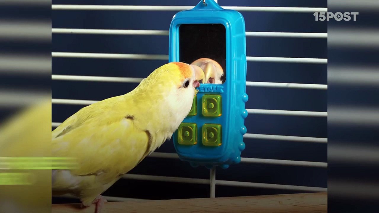 10 objetos que tu mascota te pediría si pudiera hablar