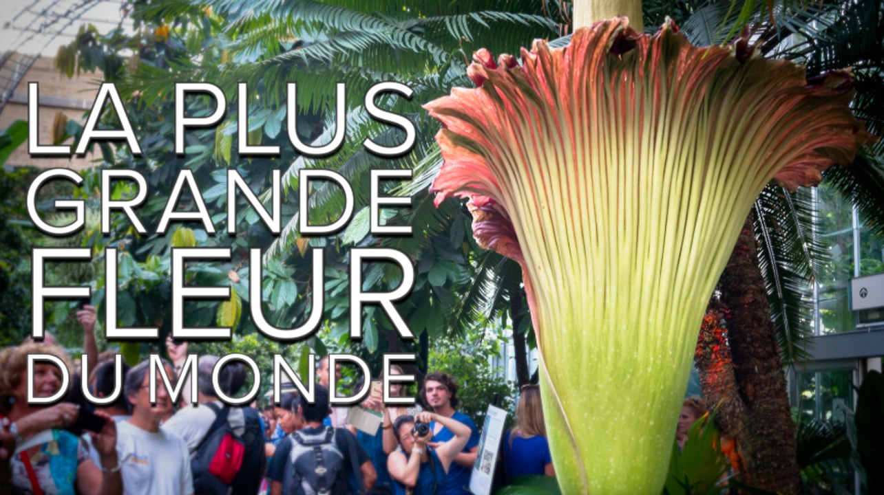 Interview : La plus grande fleur du monde est aussi celle qui sent le plus mauvais