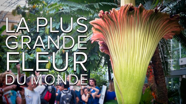 Interview : La plus grande fleur du monde est aussi celle qui sent le plus mauvais