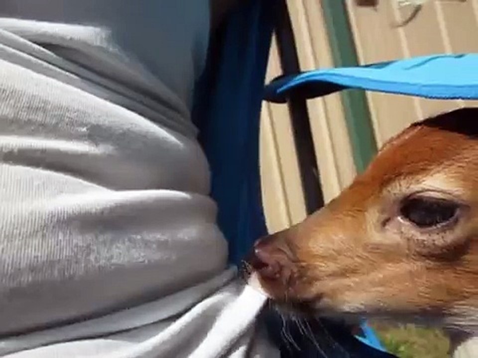 fawn suckling my tummy and shirt for milk