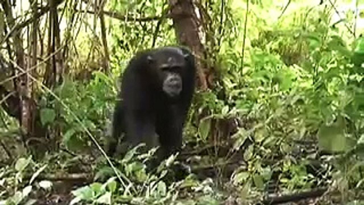 Monkey Maincourse