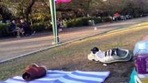 Perfect prank in a Japanese park.