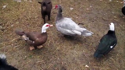 Cabra se hace respetar de manada de patos