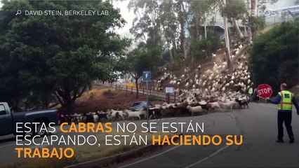 Cabras entrenadas para prevenir incendios en California