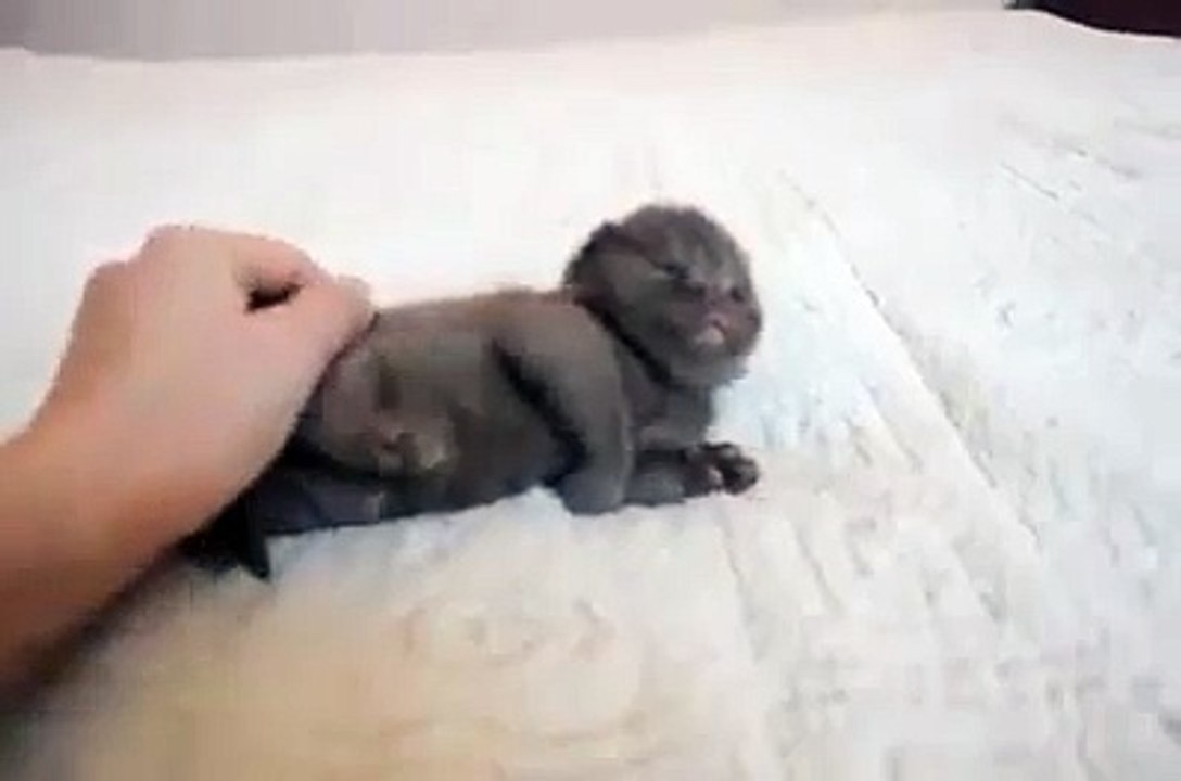 Cudling cute little dog -